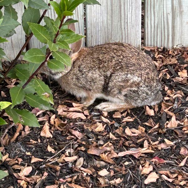 Bunnies in our Backyard
