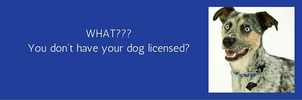 do you have to get your dog licensed