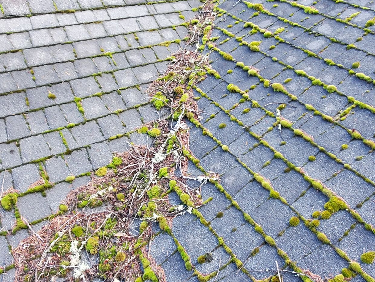Soft washing a roof from algae, lichen, moss & mould - Benz