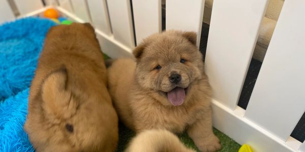 puppy therapy london, puppy therapy london,puppy therapy london,puppy therapy london,puppy therapy 