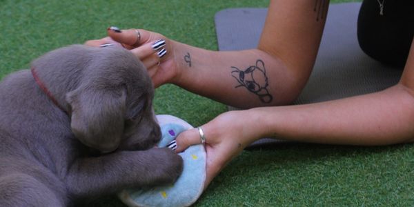 puppy therapy london, puppy therapy london,puppy therapy london,puppy therapy london,puppy therapy 