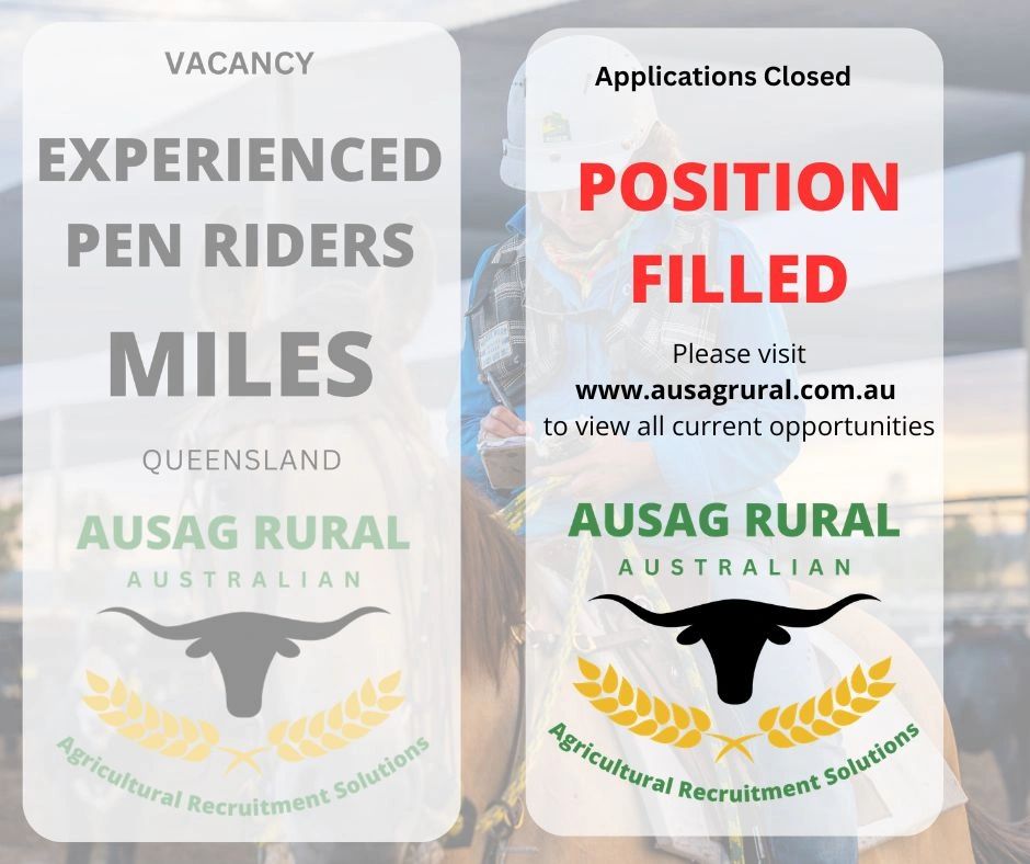 Experienced Pen Rider, MILES QLD