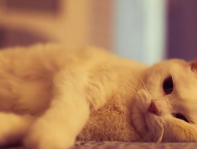 A cat lying down and looking relaxed.