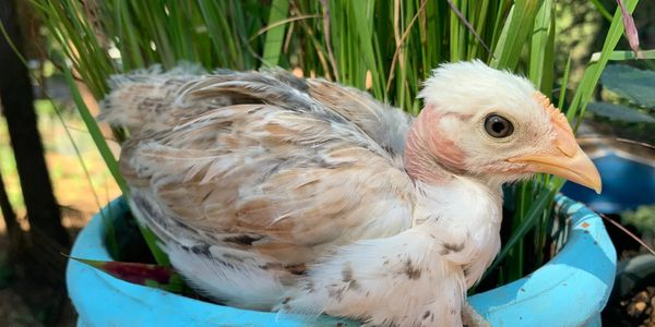 Naked Neck pullet