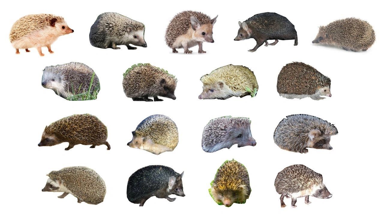 hedgehog breeds