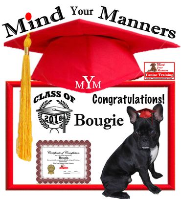 guide dog training
