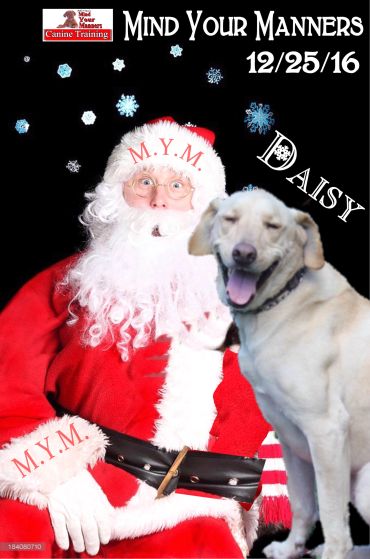 mobility service dog training