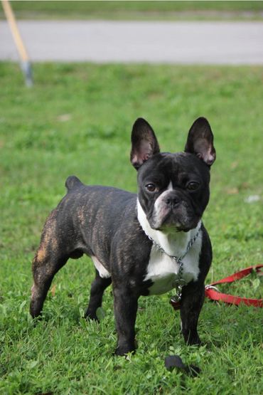 Black and white French Bulldog standing on grass.