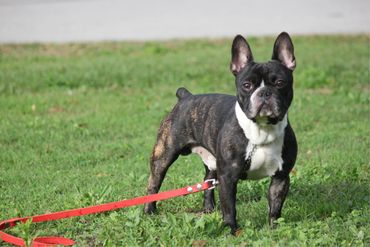 French Bulldog standing on grass with a red leash.