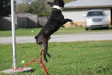 Dog jumping in the air outdoors.