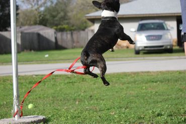 Black and white dog jumping with leash attached.
