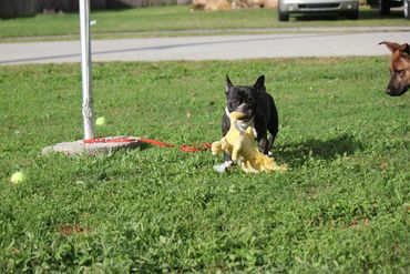 mobility service dog training