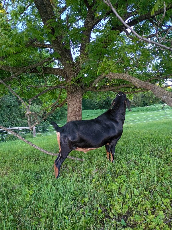 A black goat eating leaves from a tree.