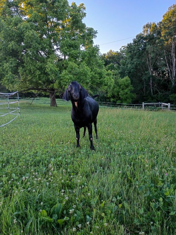 Black goat standing in a green grassy field.
