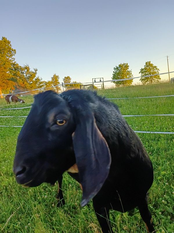Close-up of a black goat with long ears in a green field.