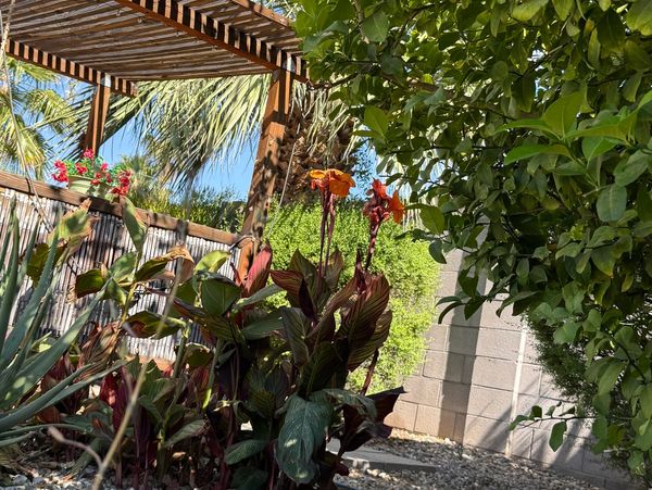 Sunny garden with lush greenery, vibrant flowers, and a wooden pergola under a clear blue sky.