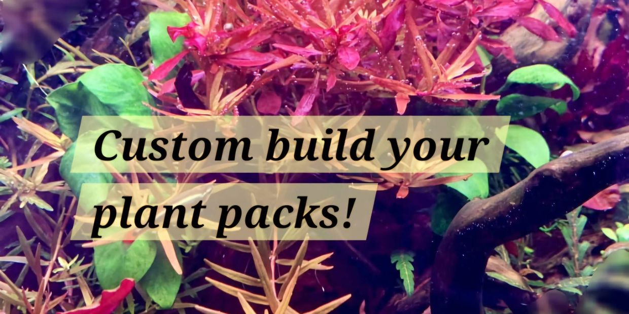 Answer questions about your set up, and we will send the perfect plant combination for your ecosyste