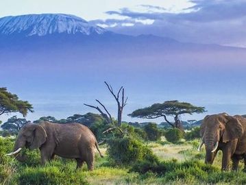 Safari, Mount Klimanjero