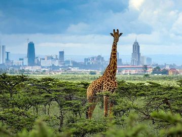 Nairobi, Safari, Kenya