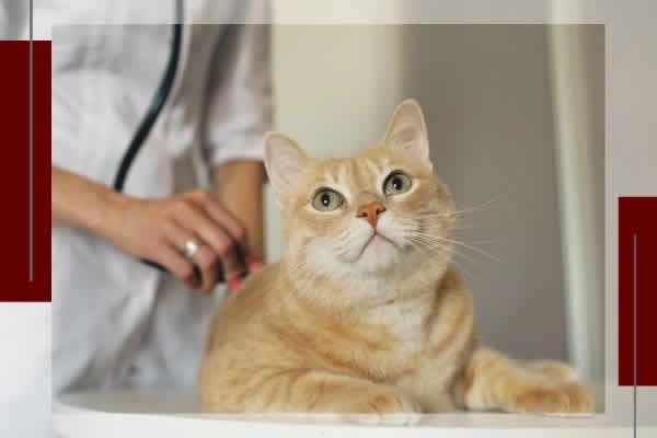 Bring your cat, dog, or other animal to Lee Veterinary Clinic in Hawley, Minnesota for healthcare se