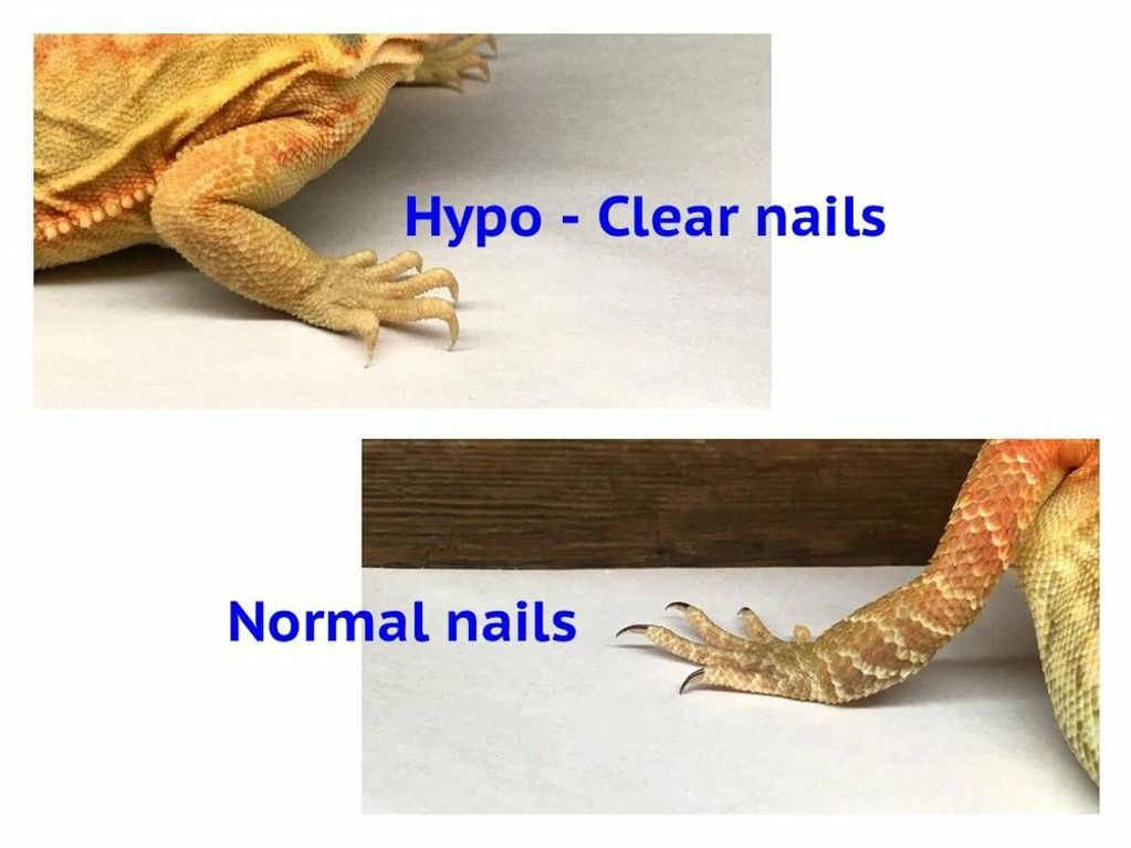 HYPOMELANISM
Hypo is short for hypomelanism, which literally means “less melanin”.