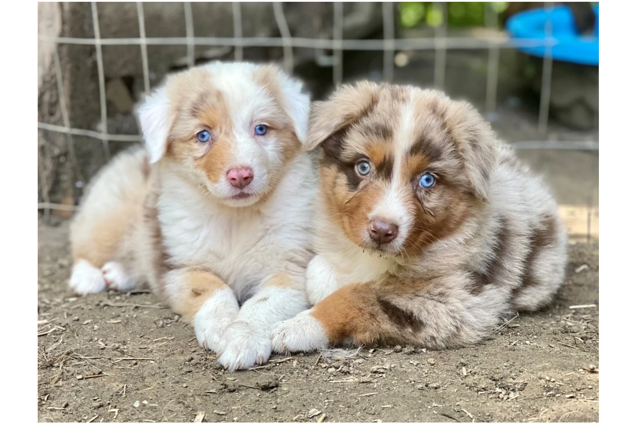 Two of our past puppies <3