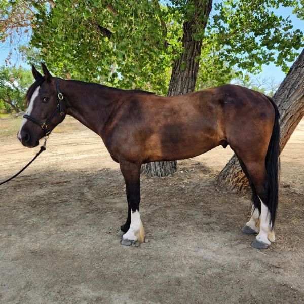Brown horse standing beside trees.