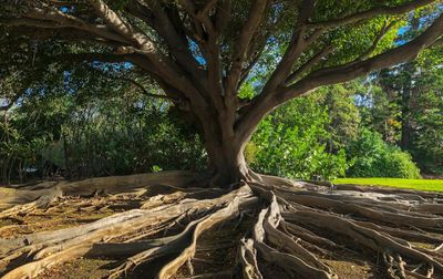 A large tree with extensive exposed roots spreading across the ground.
