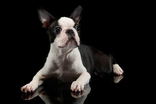 Boston Terrier puppy lying on a reflective black surface.