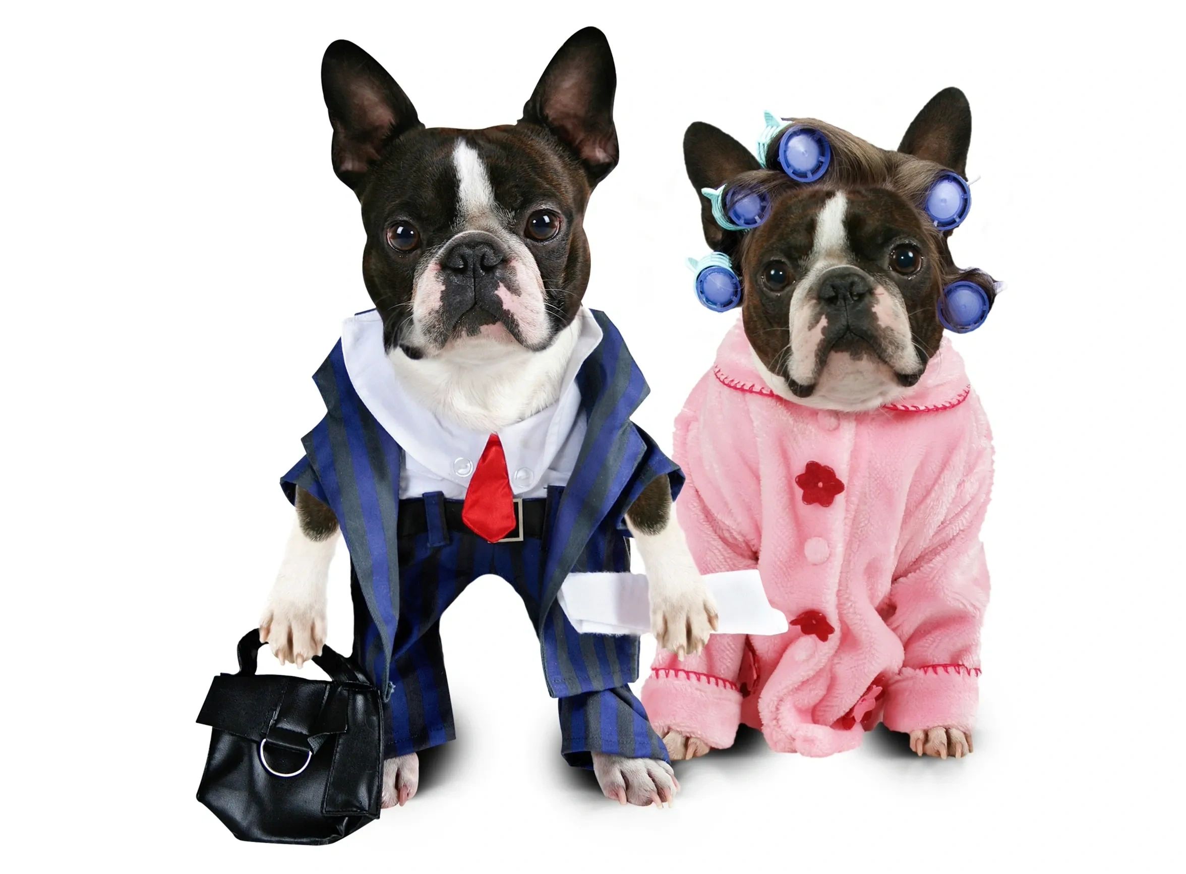 Two Boston Terriers dressed as a businessman and a lady with hair curlers.