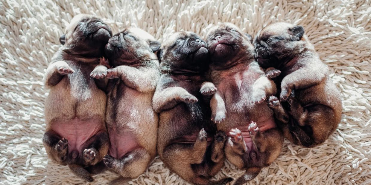 Five newborn puppies sleeping side by side on a soft surface.