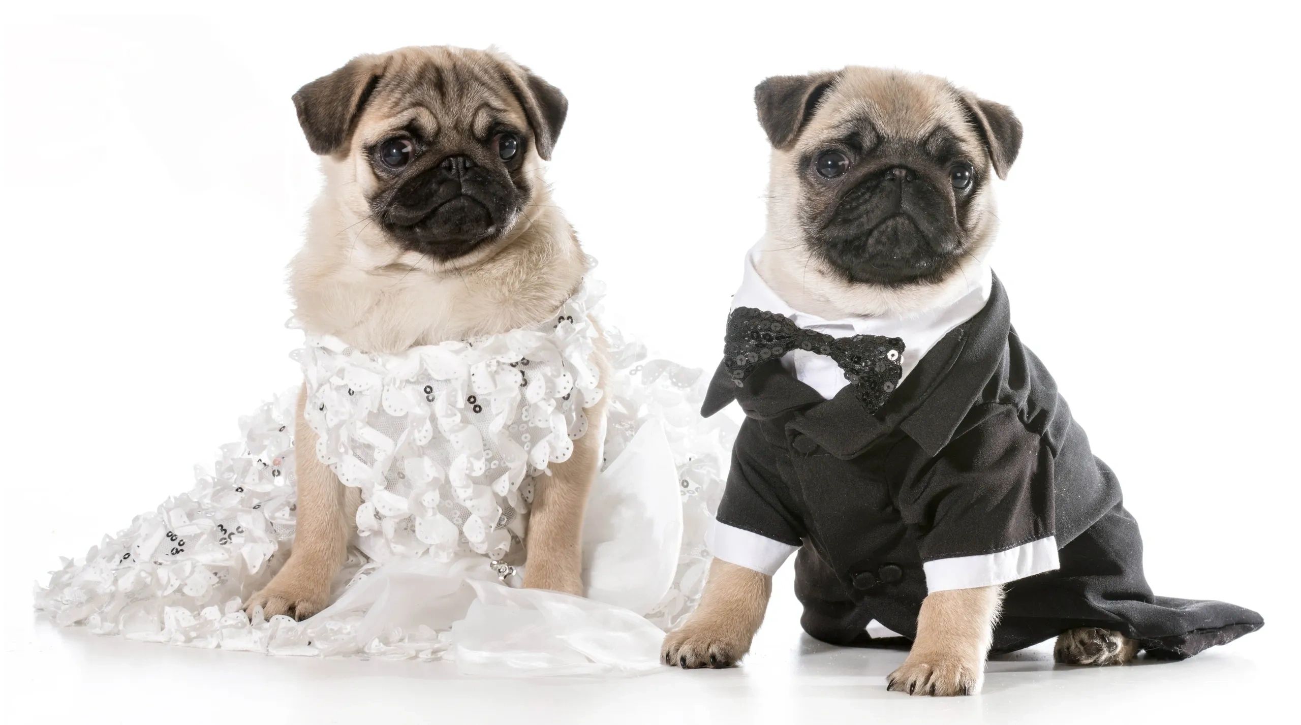 Two pugs dressed as a bride and groom sitting side by side.