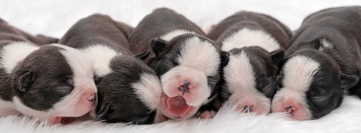 Five newborn puppies sleeping closely together on a soft white surface.