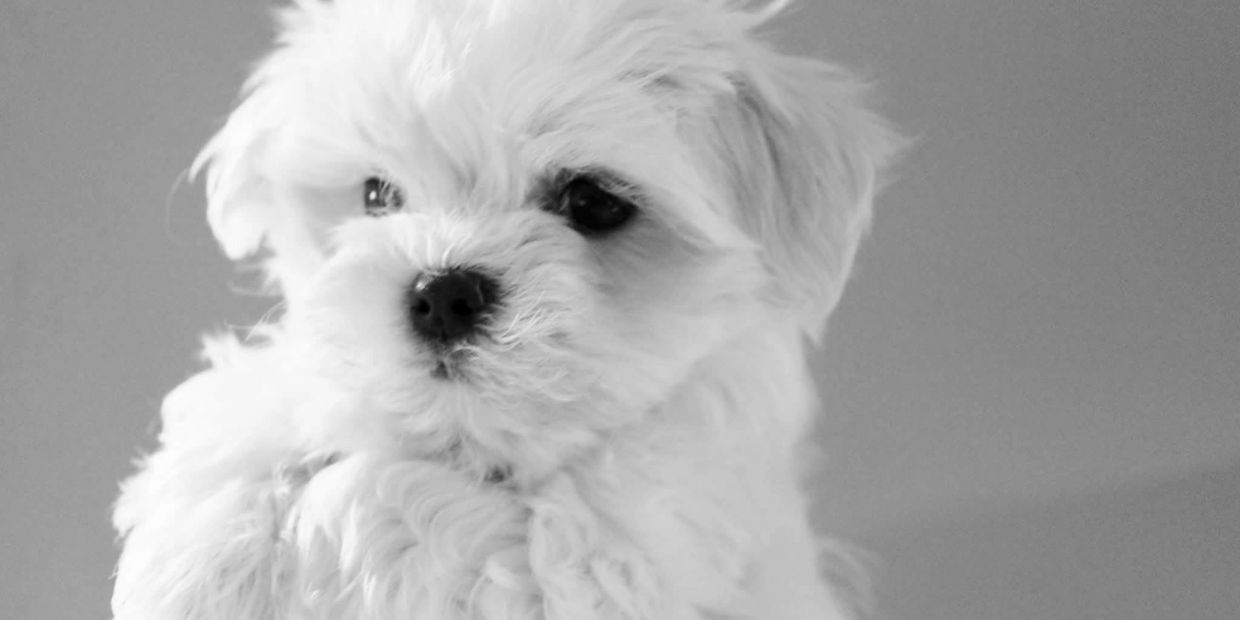 Suncube Maltese Puppy