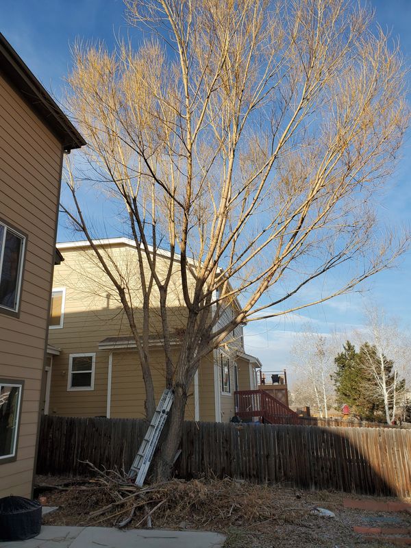 Tree trimming to prevent tree hazards