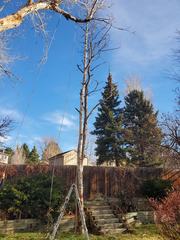 Tree removal for safety and health