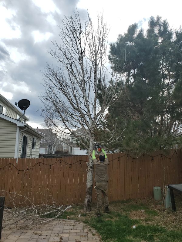 Expert tree trimming service in action