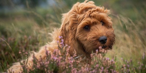 Provide you with a lifelong companion who will bring joy,laughter, and endless love into your life