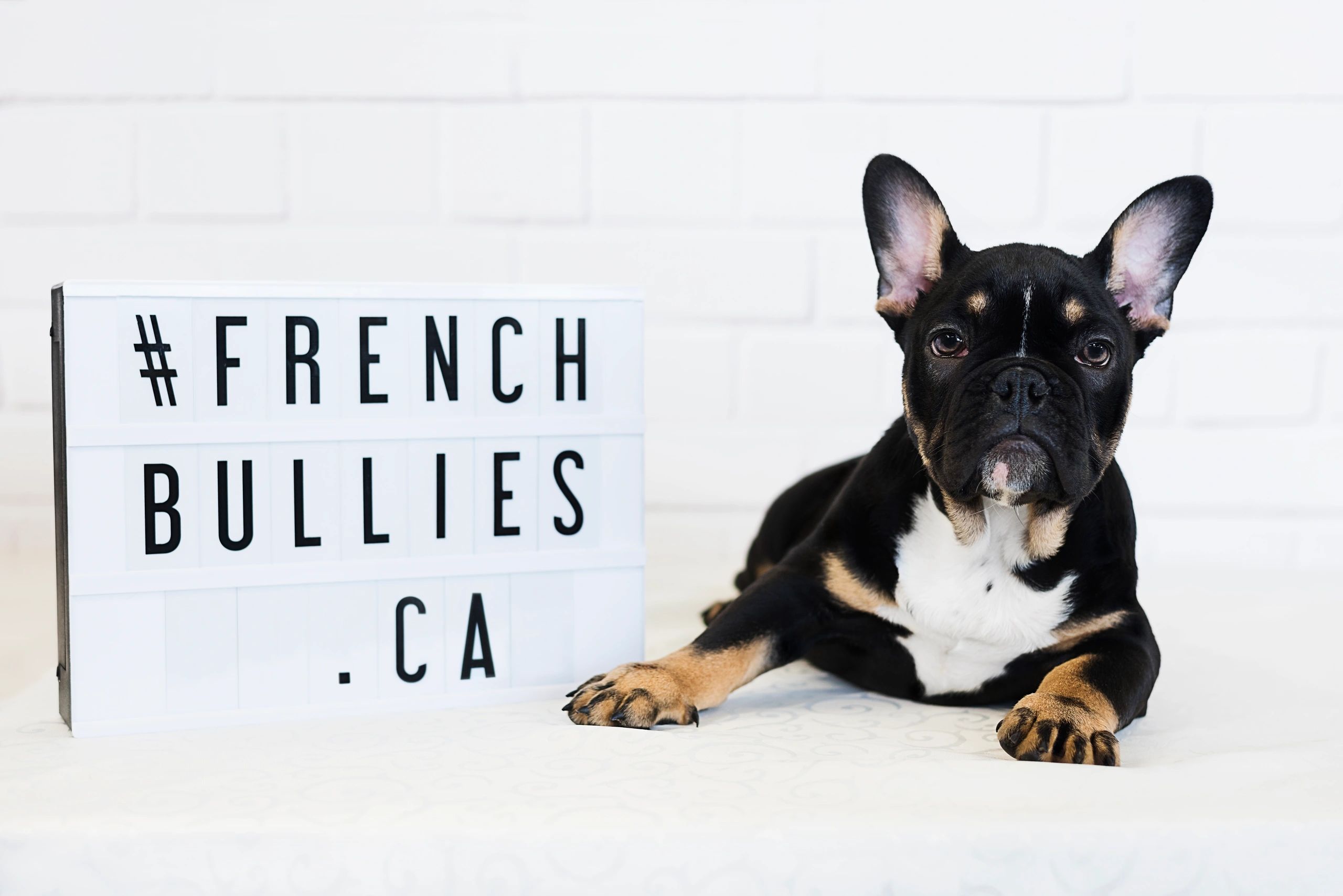 frenchie-facts