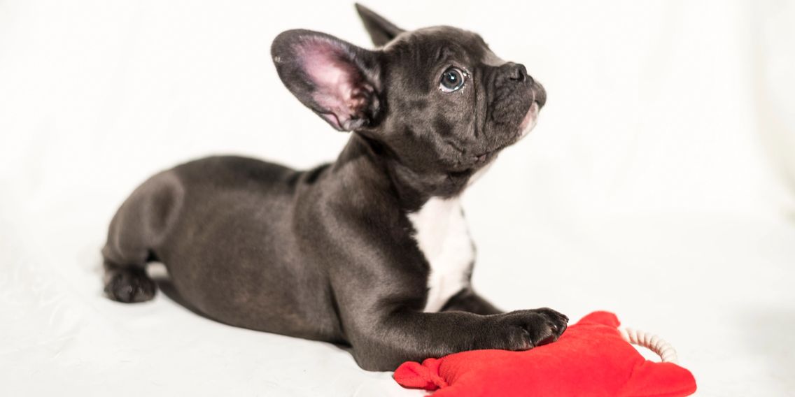 French Bulldog | French Bulldog