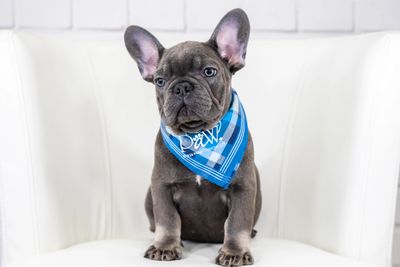 HEALTH ISSUES NOT COVERED | French Bulldog