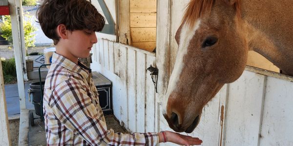 Boy feeding a horse inside a stable.