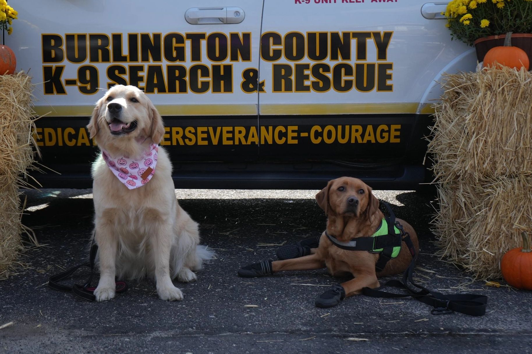 K9 Chloe and K9 Azula 
