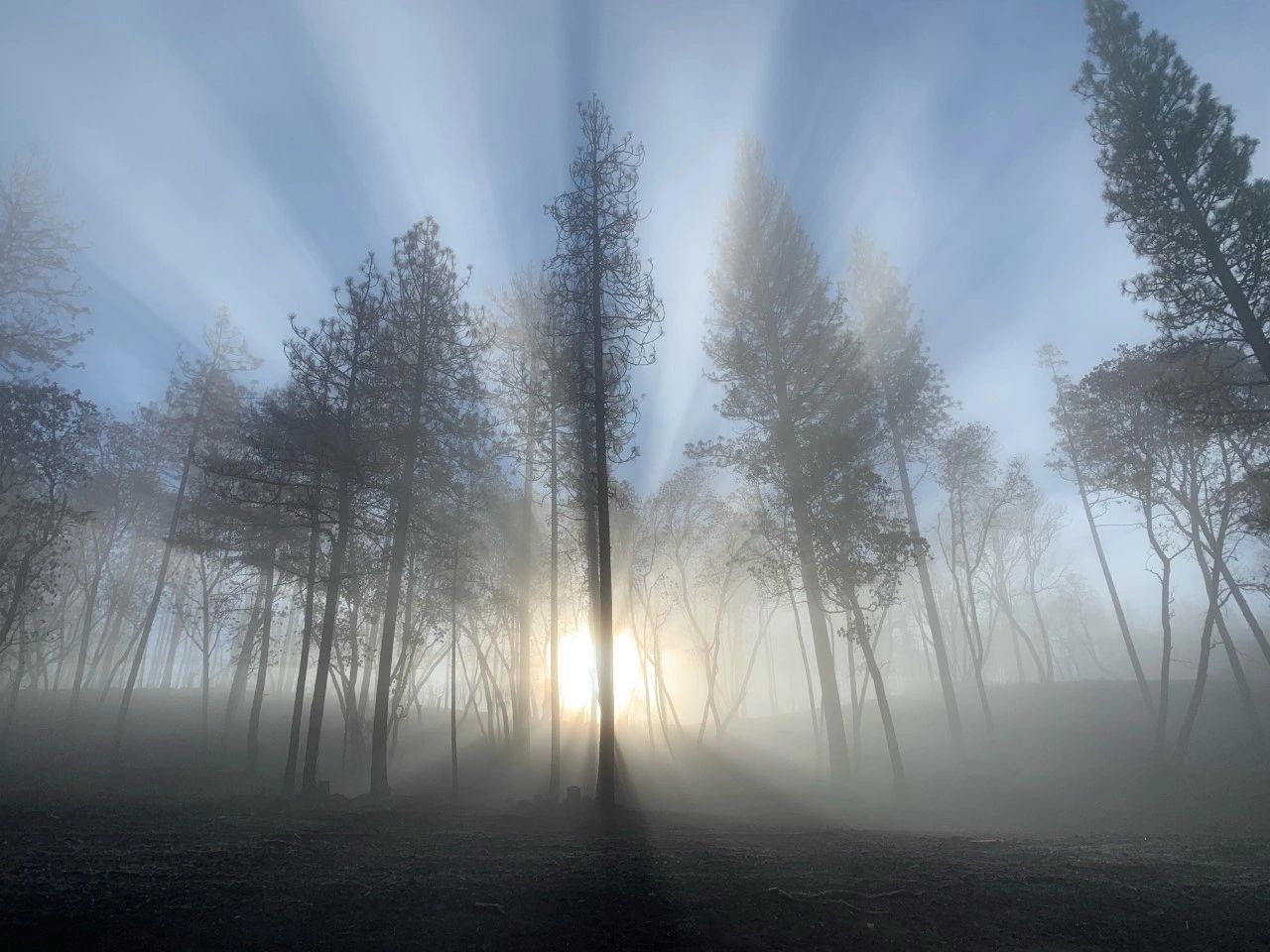 Sunrays filtering through foggy forest trees.