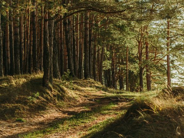 A sunlit dirt path winding through a dense pine forest.