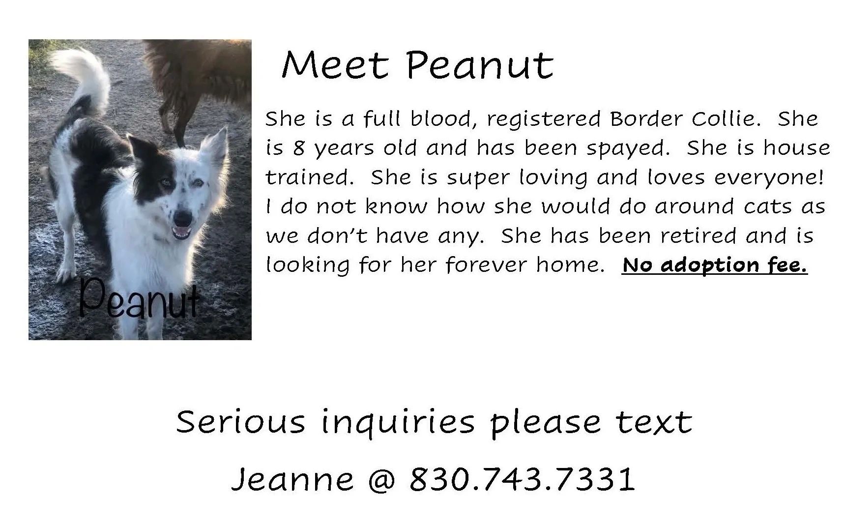 A black and white Border Collie named Peanut ready for adoption.