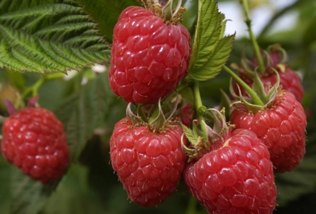 Home grown raspberries from our yard make our jam, fresh and so great tasting!