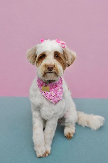 Cute white dog wearing a pink floral bandana and hair bows.