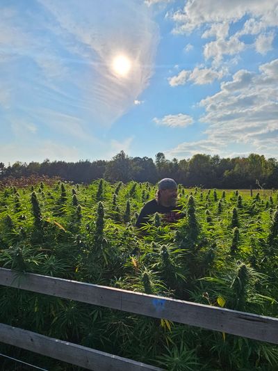  Premium cannabis infused pre-rolls being sold at a Plattsburgh, NY dispensary.
