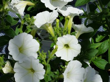 pétunia fleur annuelle les serres clermont inc pépinière centre de jardin fleurs serres pépinière